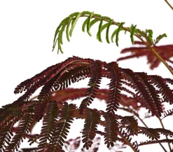 Seidenbaum 'Summer Chocolate'