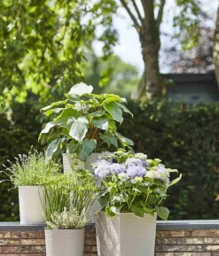 Siena Garden Kunststoff-Topf ECO Nizza, konisch, ca. B25/H46,5/T25 cm