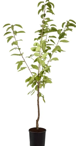 Süßkirsche 'Sunburst'