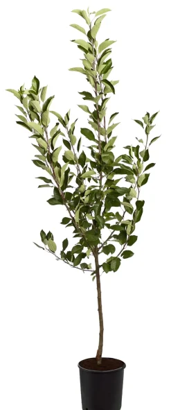 Sommerapfel 'Roter James Grieve'