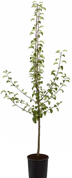 Sommerbirne 'Gute Luise'