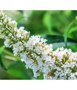 Sommerflieder