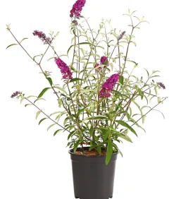 Sommerflieder