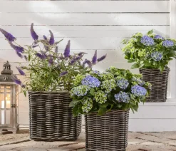 Sommerflieder, verschiedene Sorten