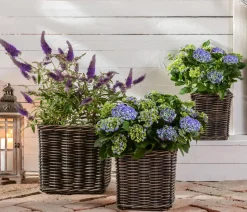 Sommerflieder, blau