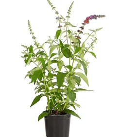 Sommerflieder 'Flower Power'