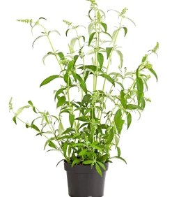 Sommerflieder, verschiedene Sorten