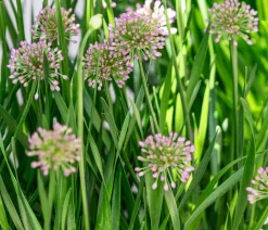 Sommer-Zierlauch 'Millenium'