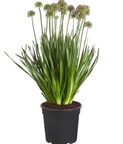 Sommer-Zierlauch 'Millenium'