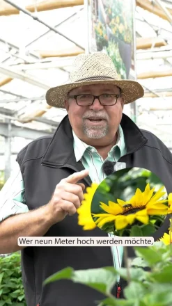 Sonnenblume 'SunBelievable®'