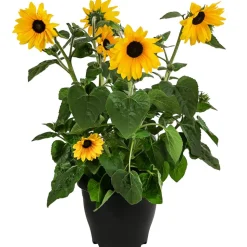 Sonnenblume 'Sunfinity'