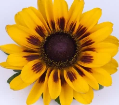 Sonnenhut 'Summerina'