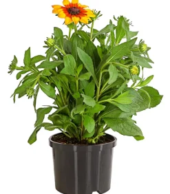 Sonnenhut 'Summerina'