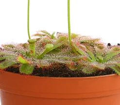 Sonnentau - Drosera aliciae