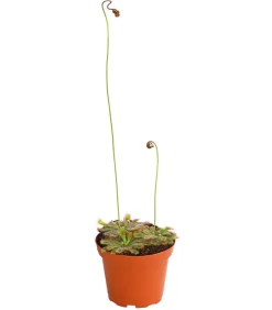 Sonnentau - Drosera aliciae