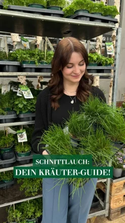 SPERLI Samen Schnittlauch 'Staro'