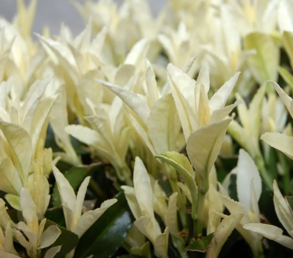 Spindelstrauch 'Paloma Blanca'