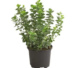 Spindelstrauch 'Emerald Gaiety'
