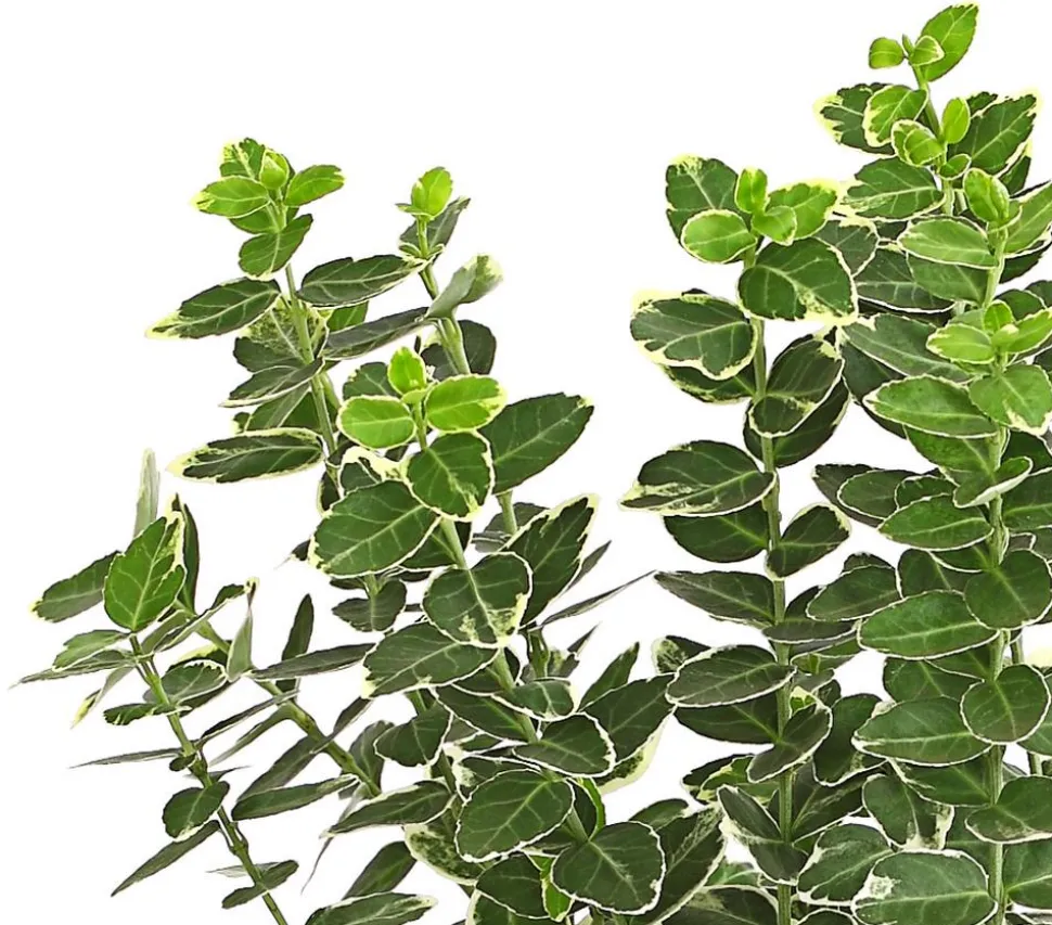 Spindelstrauch 'Emerald Gaiety'