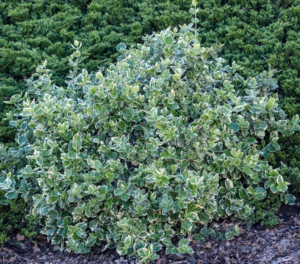 Spindelstrauch 'Emerald Gaiety'
