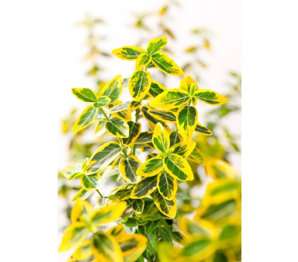 Spindelstrauch 'Emerald'n Gold'