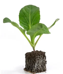 Spitzkohl, 6er Schale