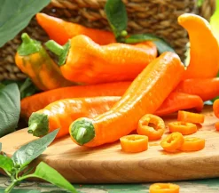 Spitzpaprika, orange
