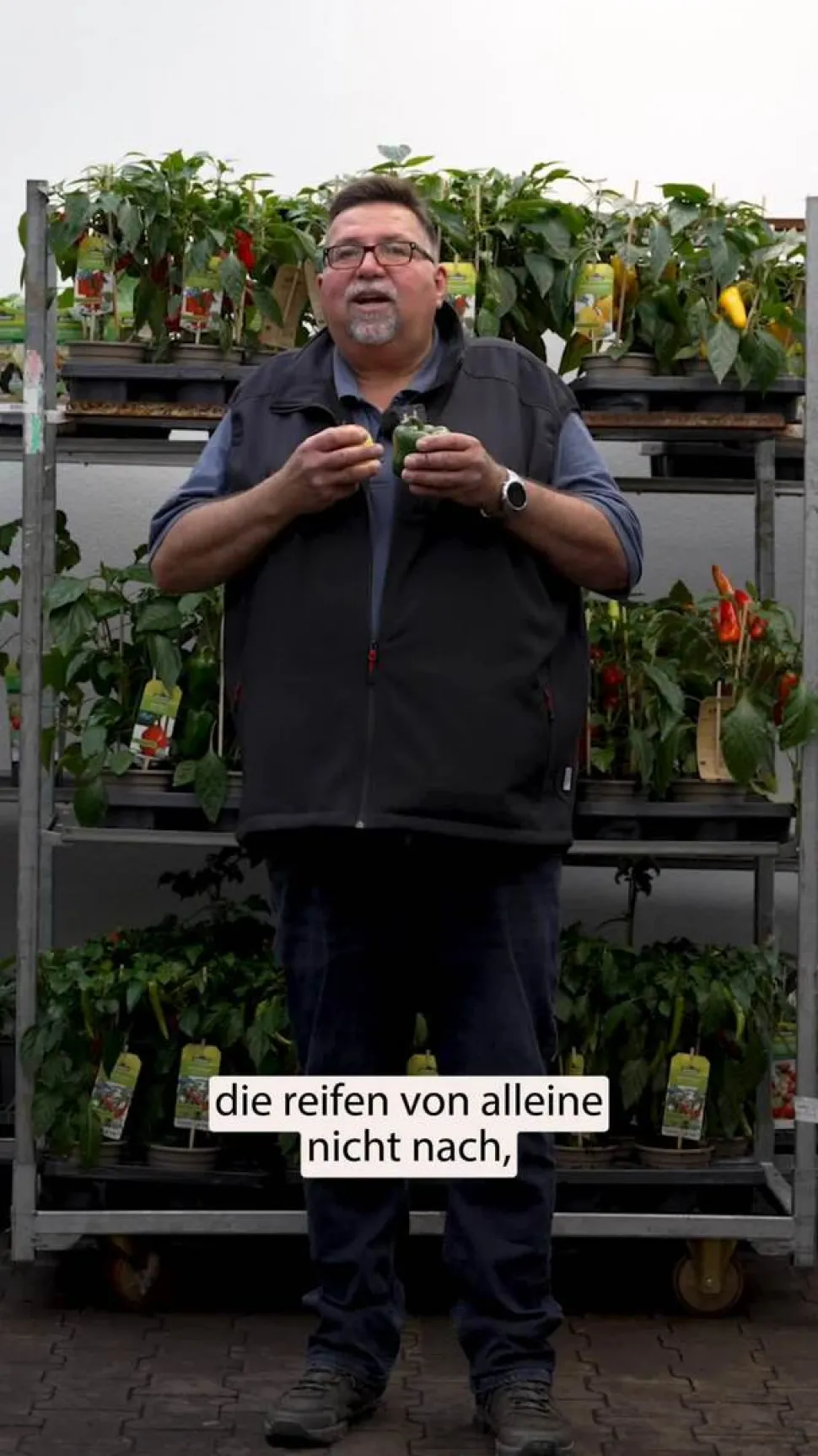 Spitzpaprika, rot