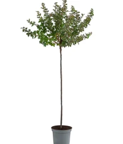 Stachelbeere 'Invicta', Stämmchen