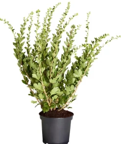 Stachelbeere 'Hinnonmäki', Busch