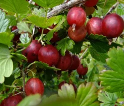 Stachelbeere 'Hinnonmäki', Busch