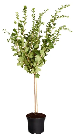 Stachelbeere 'Hinnonmäki', Stämmchen
