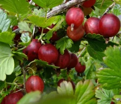 Stachelbeere 'Hinnonmäki', Stämmchen