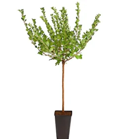 Stachelbeere 'Hinnonmäki', Stämmchen