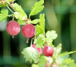 Stachelbeere 'Hinnonmäki', Stämmchen