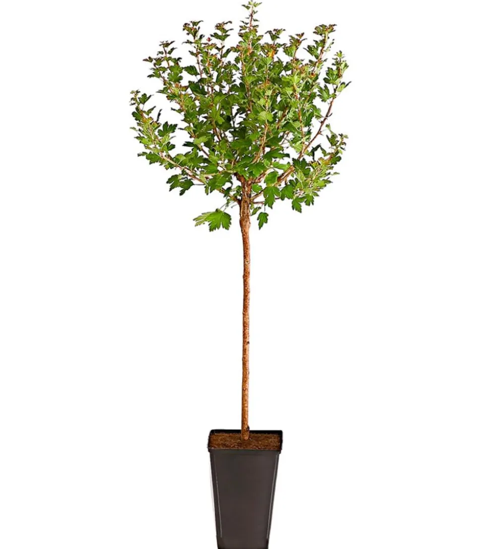 Stachelbeere 'Invicta', Stämmchen