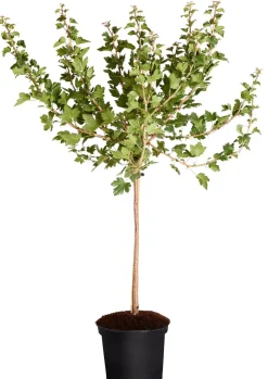 Stachelbeere 'Spinefree'