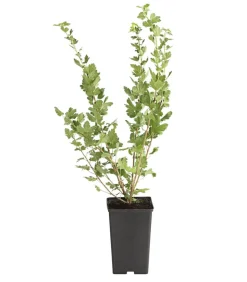 Stachelbeere 'Spinefree'