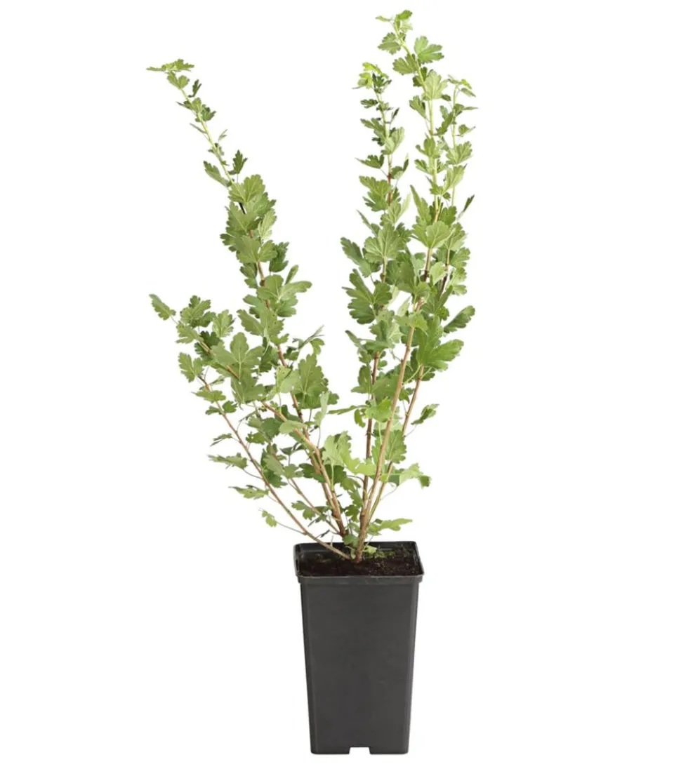 Stachelbeere 'Spinefree'