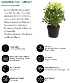 Stachelblättrige Duftblüte 'Tricolor'