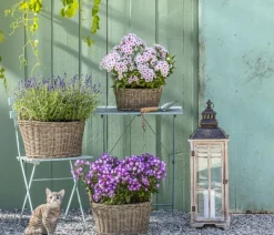 Stauden-Phlox, verschiedene Sorten