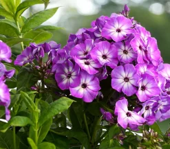 Stauden-Phlox, verschiedene Sorten