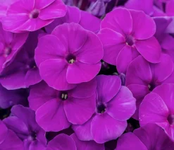 Stauden-Phlox, verschiedene Sorten