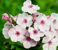 Stauden-Phlox, verschiedene Sorten