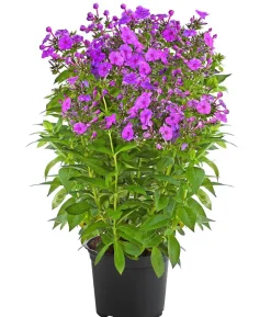 Stauden-Phlox, verschiedene Sorten