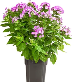Stauden-Phlox, verschiedene Sorten
