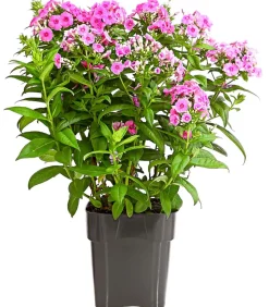 Stauden-Phlox, verschiedene Sorten