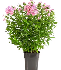 Stauden-Phlox, verschiedene Sorten
