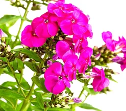Stauden-Phlox, verschiedene Sorten
