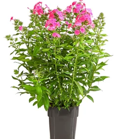Stauden-Phlox, verschiedene Sorten